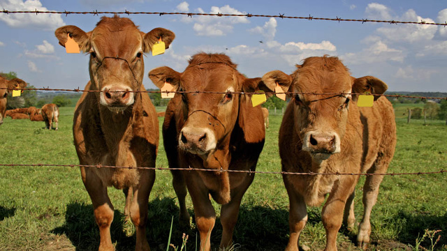 Govt is saying all is well Mad Cow 2